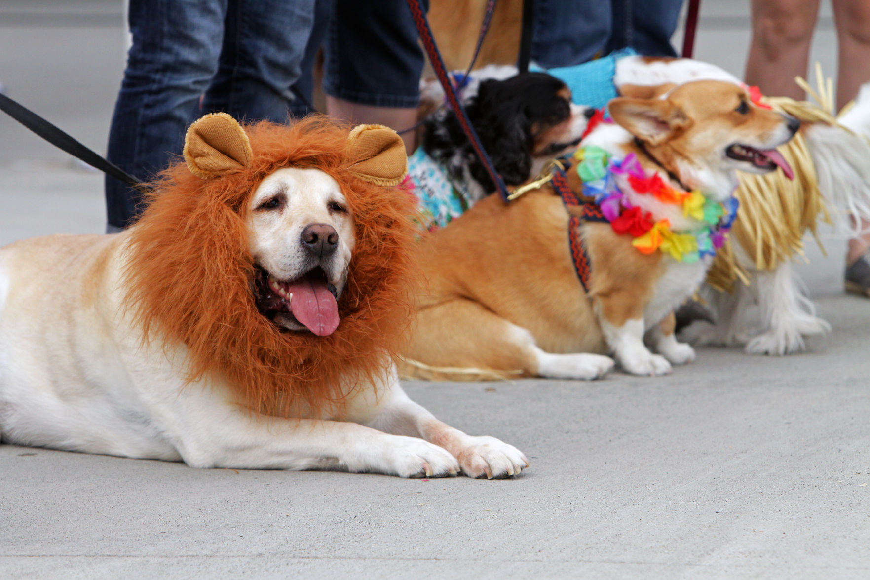 Napa Humane Walk for Animals 2017